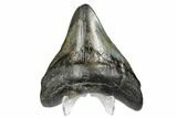 3.45" Fossil Megalodon Tooth - South Carolina - #168138-2